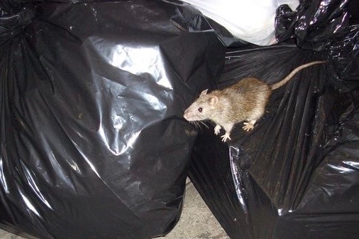 A brown rat perched atop black garbage bags.