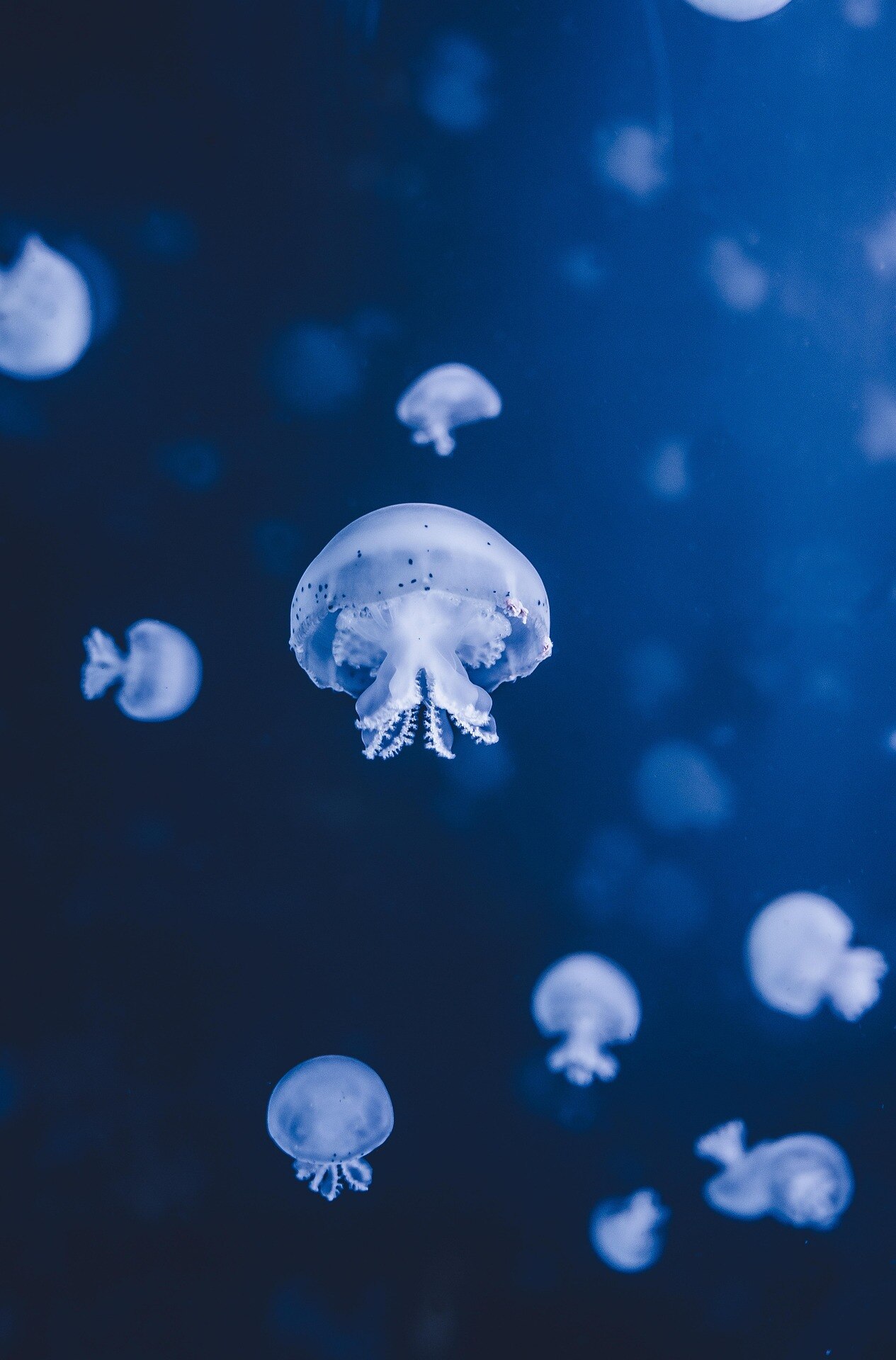Several translucent jellyfish floating in deep blue water, with one larger jellyfish in focus and smaller ones in the background