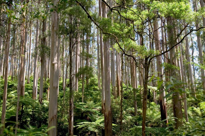 Old-growth forest in Victoria