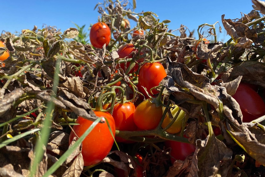 A close-up shot of tomato plants.
