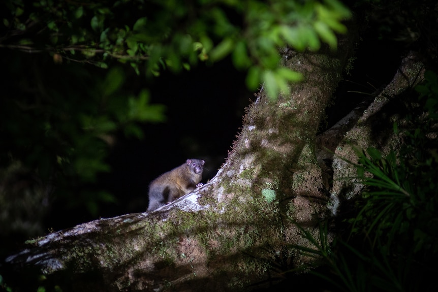 A slender possum with a dark coloured coat and pale rings around its eyes climbs a large tree trunk.
