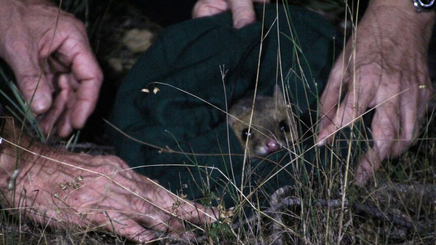 An eastern quoll pokes its head out of a cloth bag at Mulligans Flat.