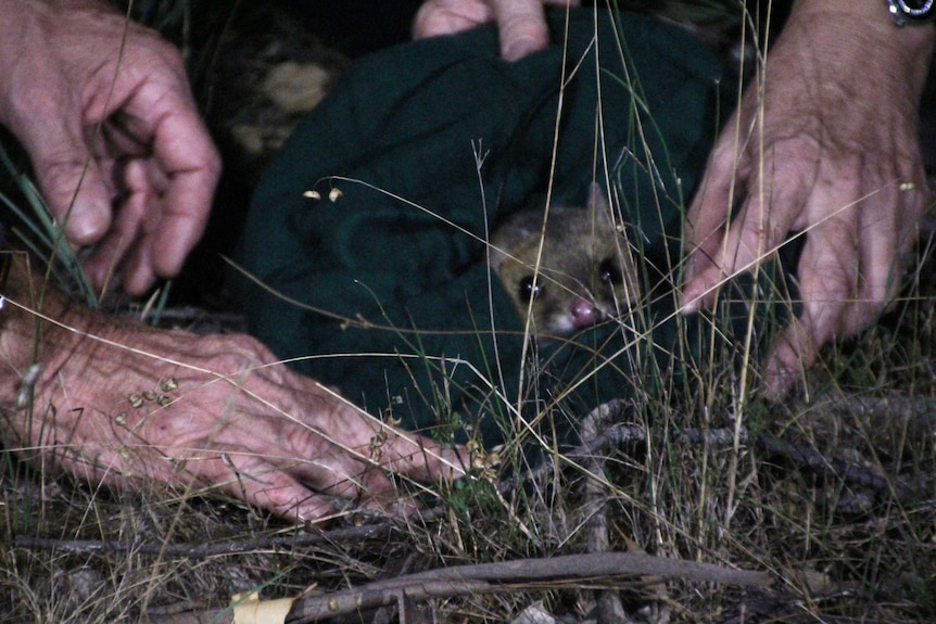 An eastern quoll pokes its head out of a cloth bag at Mulligans Flat.