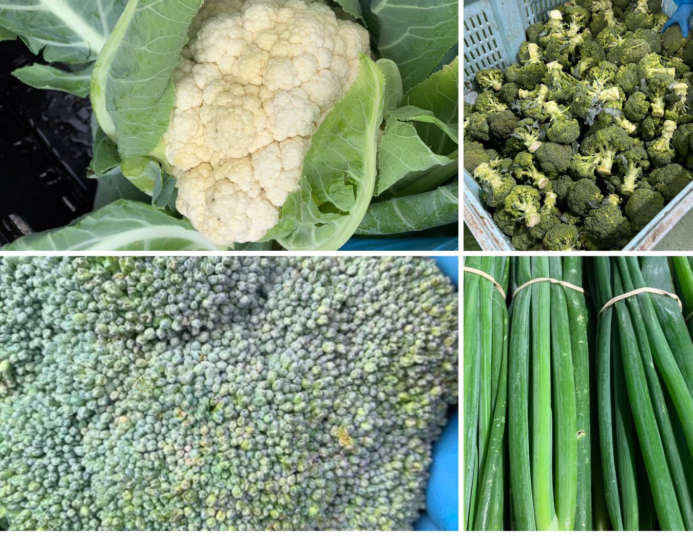 A collage of four photos showing vegetables with slight imperfections