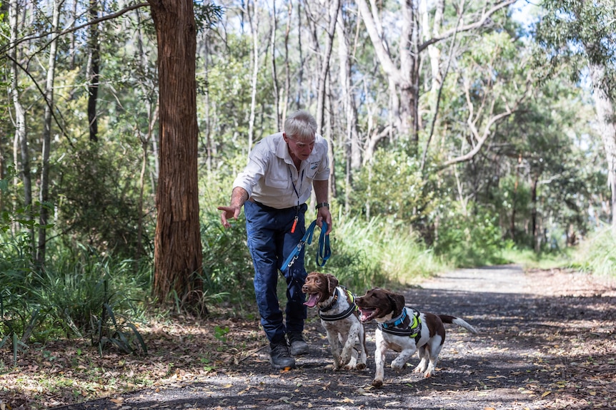 A man with two dogs in a park