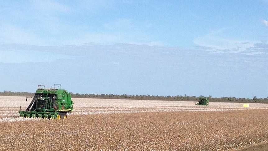 The 2013 cotton harvest at Cubbie station is underway