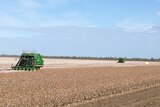 The 2013 cotton harvest at Cubbie station is underway