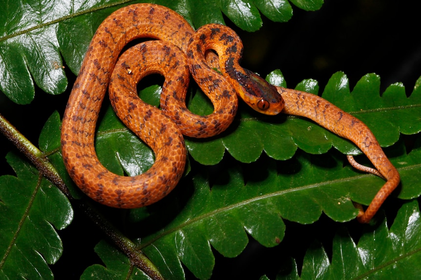 A bright orange twin slug snake rests on a leaf.