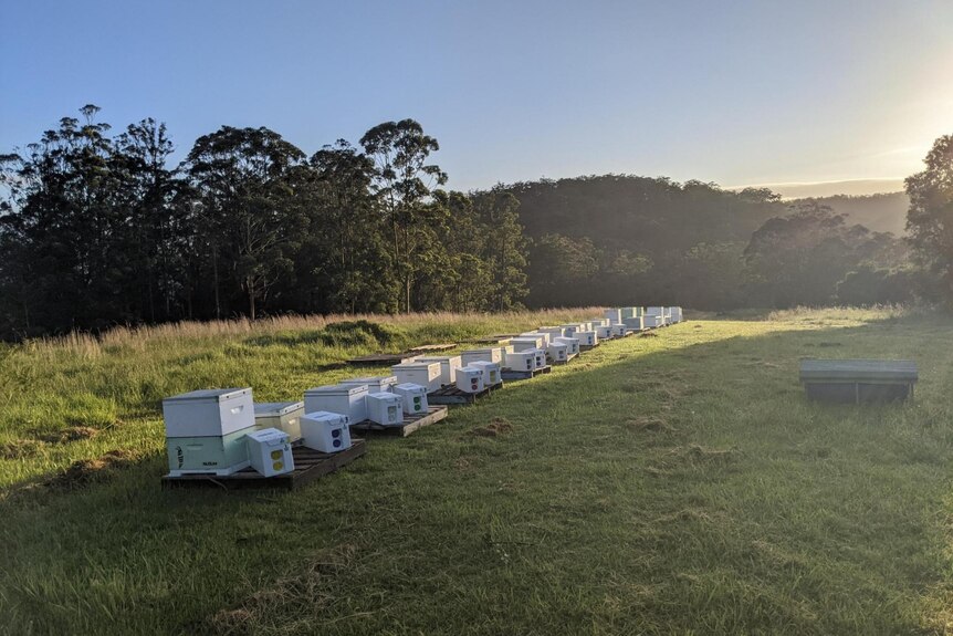 Bee hives sit on green field. 