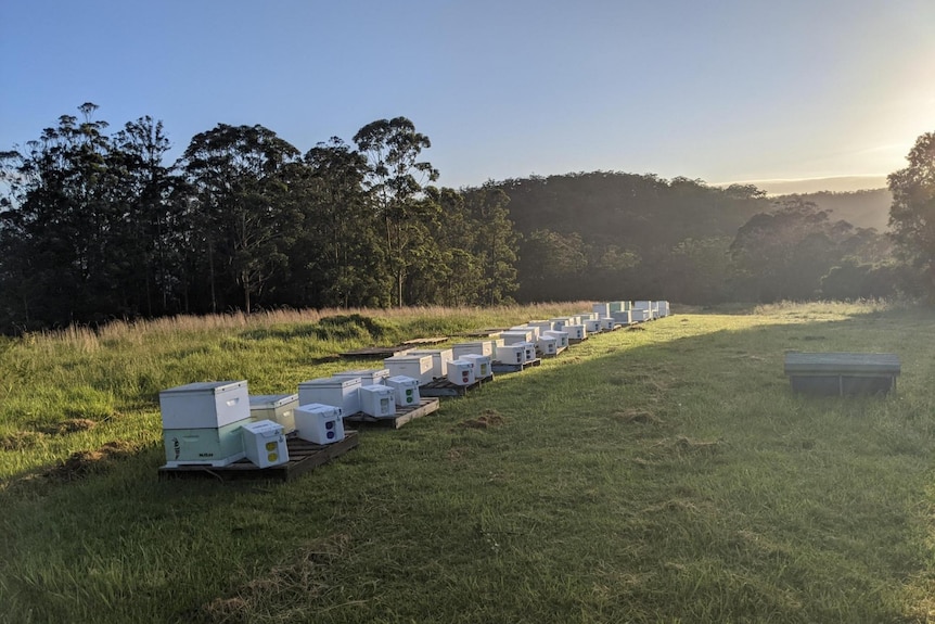 Bee hives sit on green field. 
