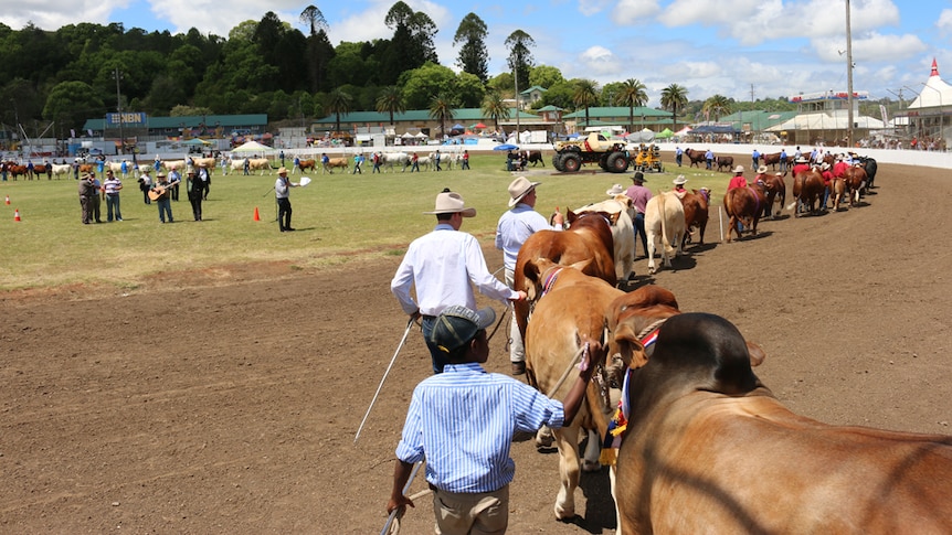 Beef cattle are led into an arena during an agricultural show.