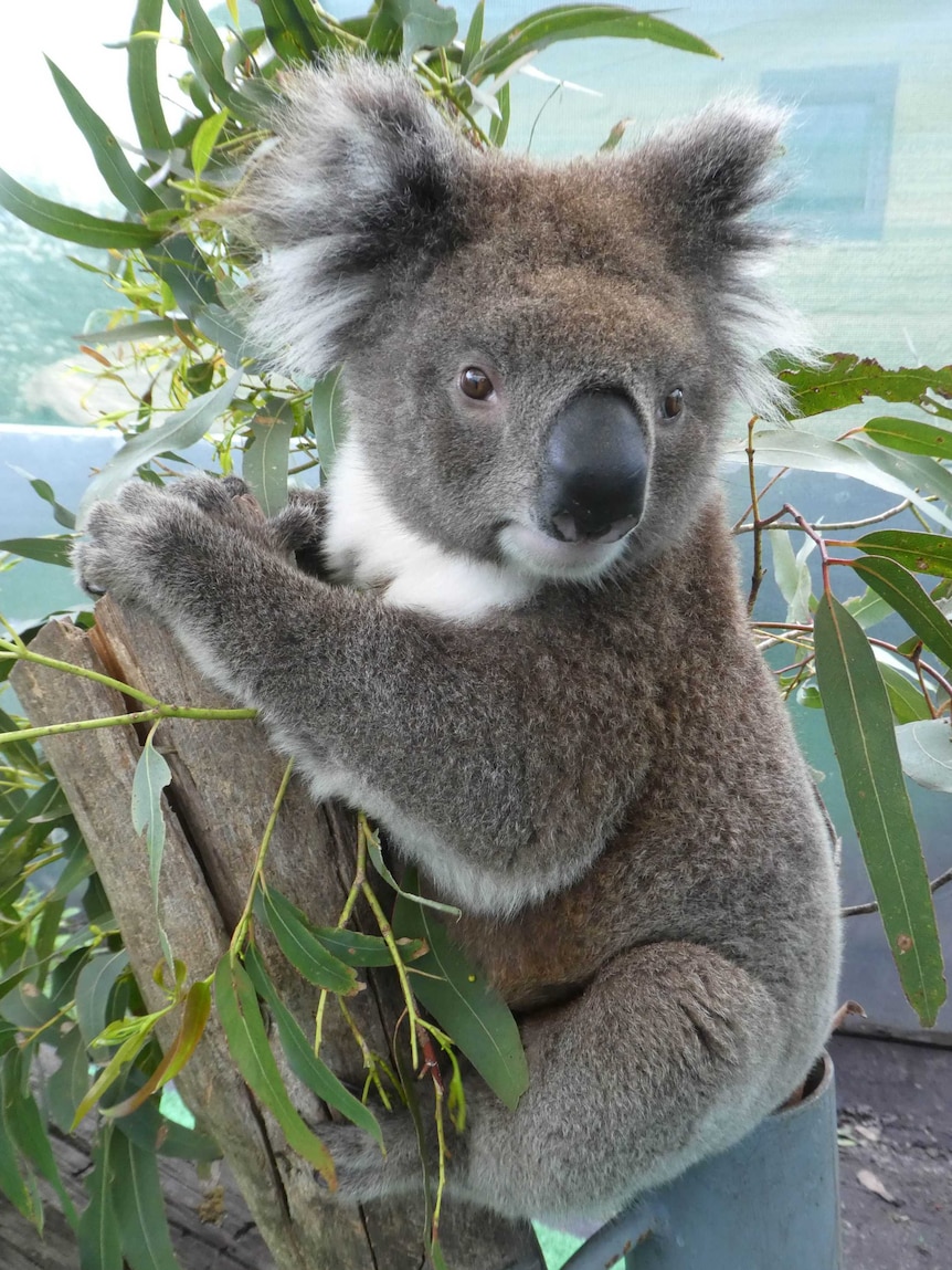 Close up of a koala