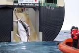 Reports suggest the Japanese government will boost the whaling budget by about $27 million.