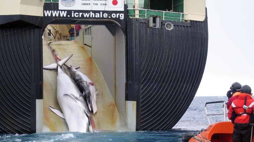 The body of a minkie whale and its baby are dragged onto a whaling ship