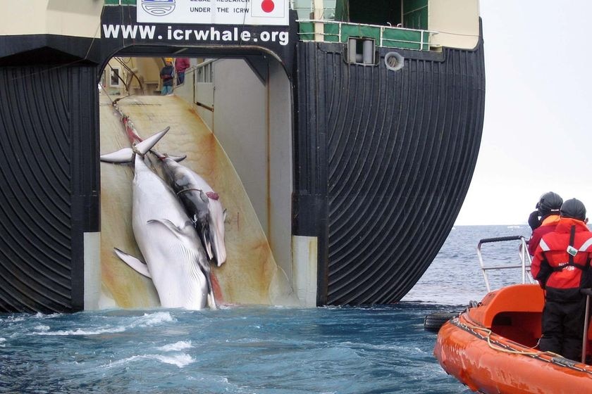The body of a minke whale and its calf are dragged onto a whaling ship (File photo: Australian Customs Service)