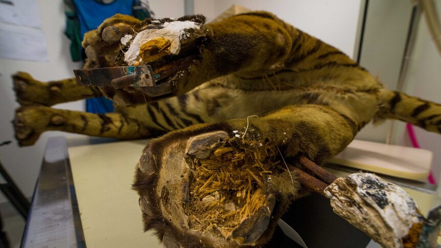 TMAG Bengal tiger at the vet