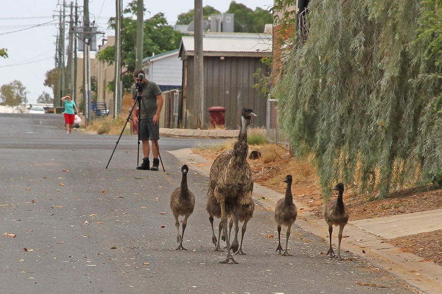 A cameraman films emus roaming a suburban street.