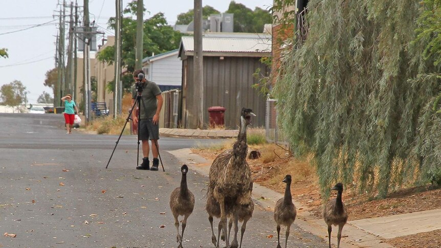 A cameraman films emus roaming a suburban street.
