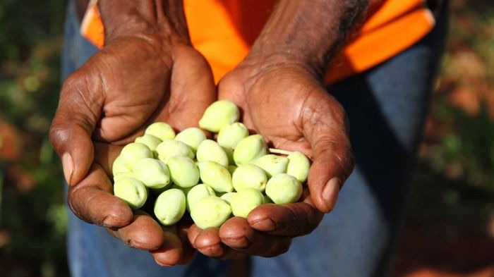 Kakadu Plum