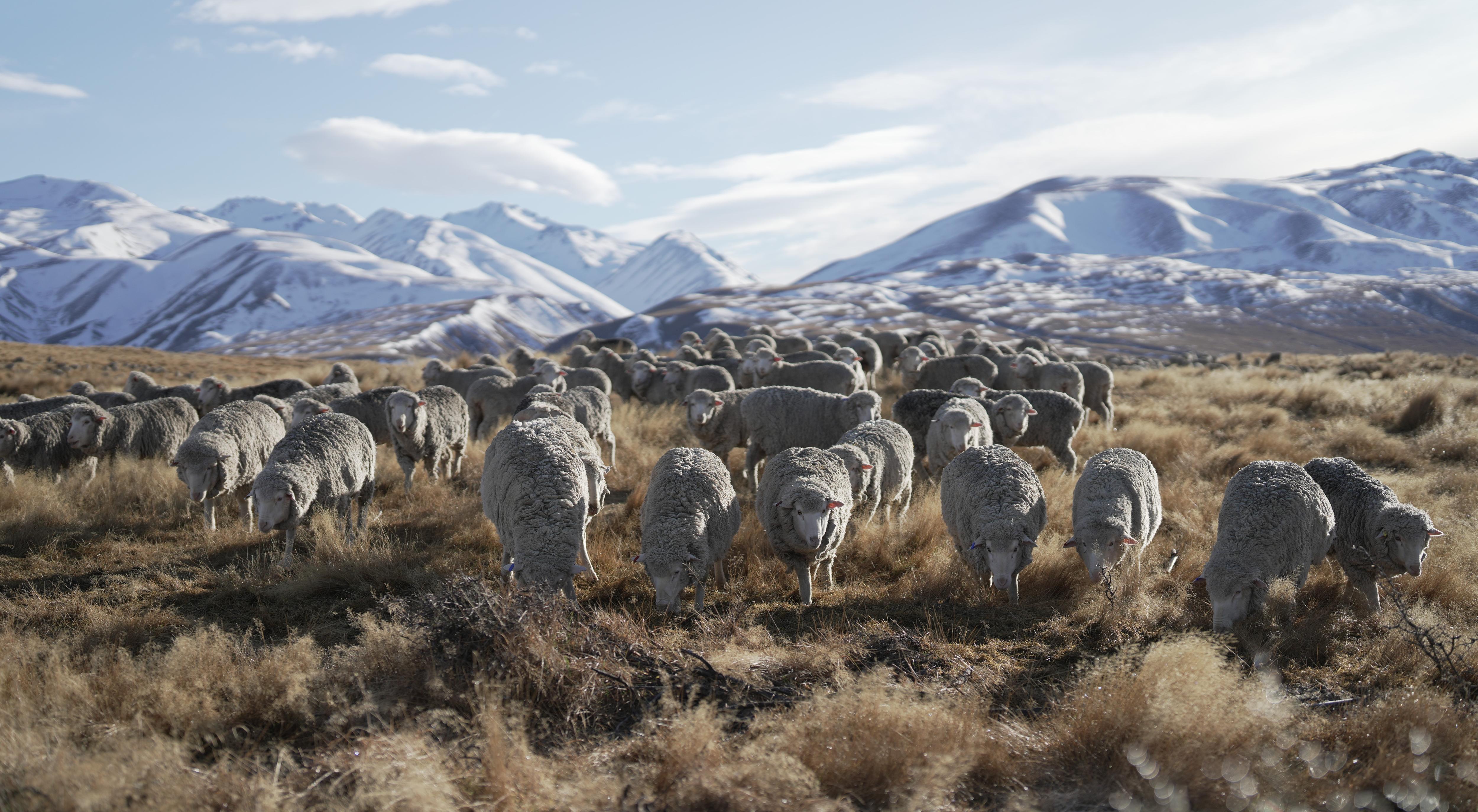 merino sheep graze on button grass plains with snow covered mountains in the background