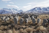 merino sheep graze on button grass plains with snow covered mountains in the background