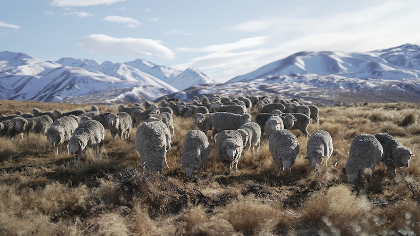 merino sheep graze on button grass plains with snow covered mountains in the background