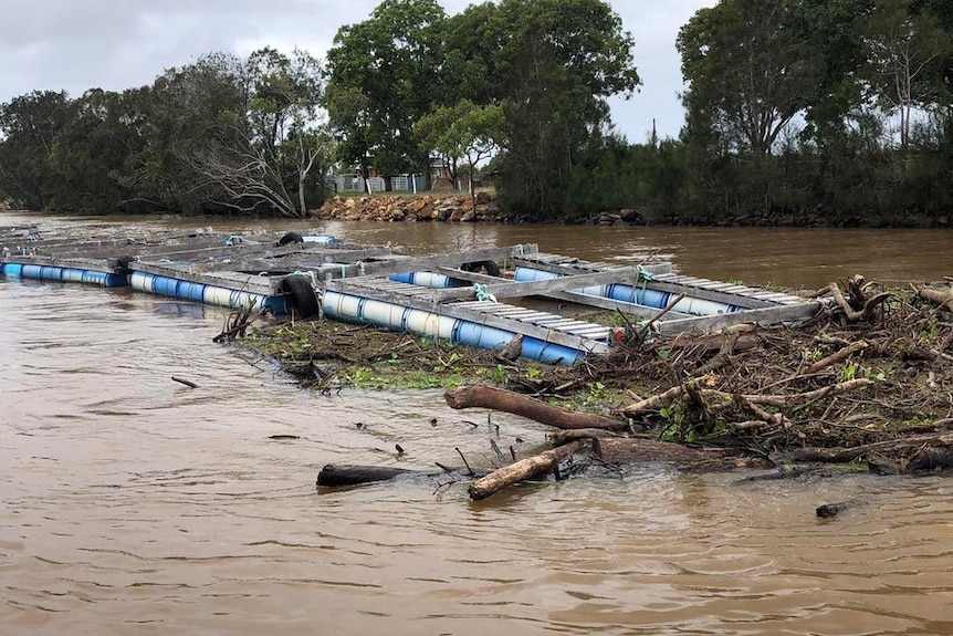 The Nambucca River is a dark brown colour. Logs, twigs and vines are caught on oyster lease.