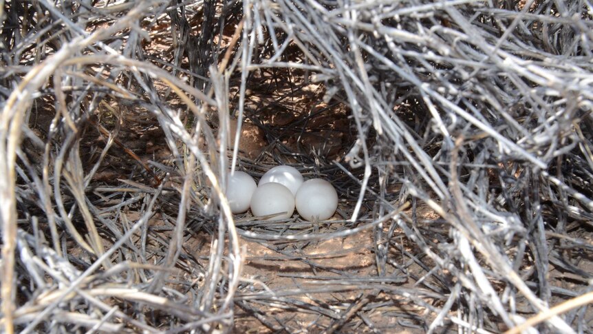 A night parrot nest