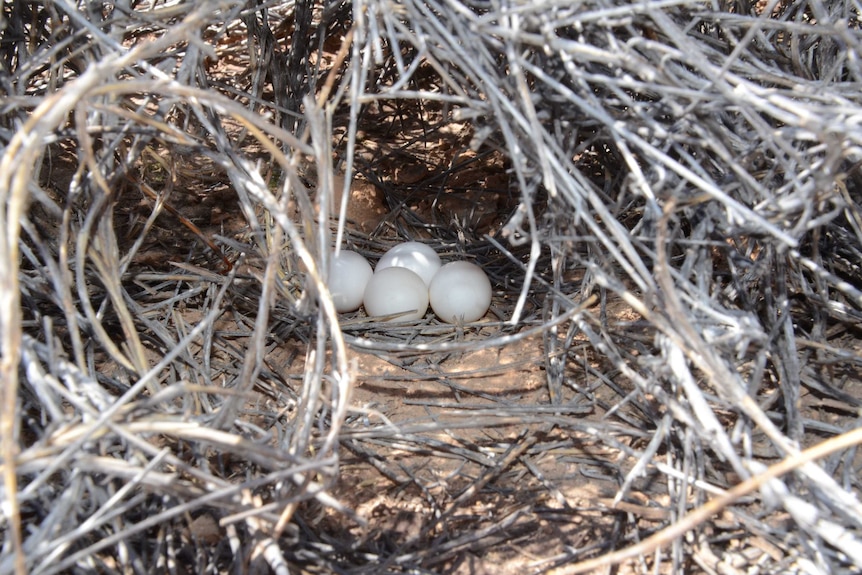 A night parrot nest