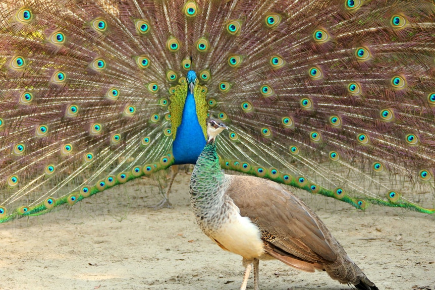 An Indian peacock showing his feathers to a peahen