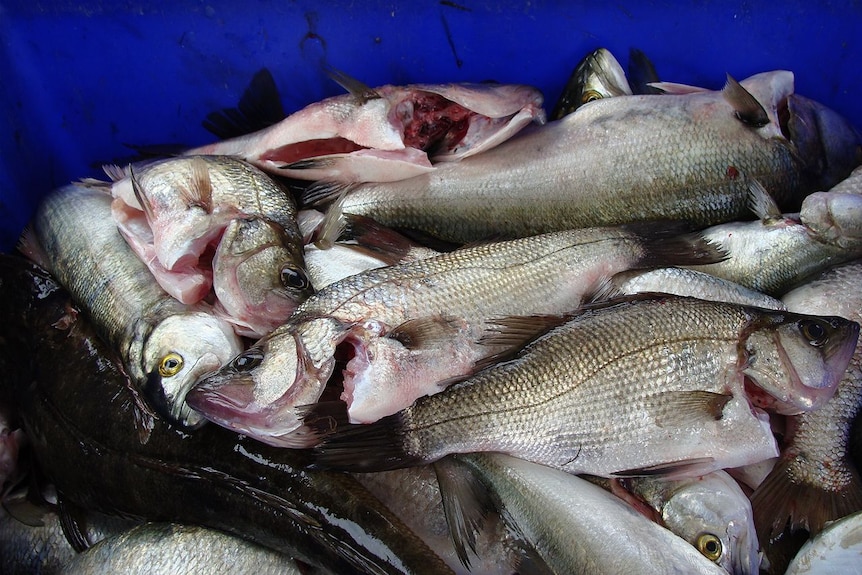 A pile of freshly caught fish ready for market