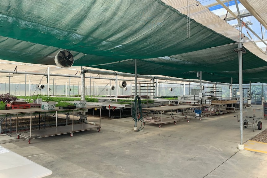 An empty nursery with trays of microgreens and a canvas roof.