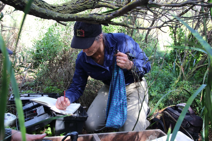 Dr Cannell crouches on the ground while she weighs and records measurements of the penguins.