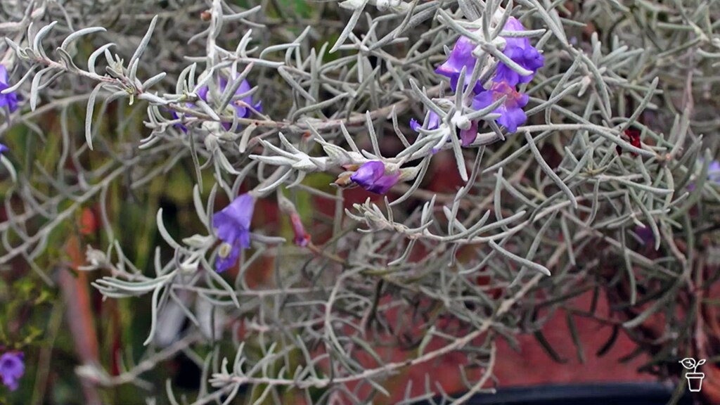 Purple flowers on an Eremophila shrub.