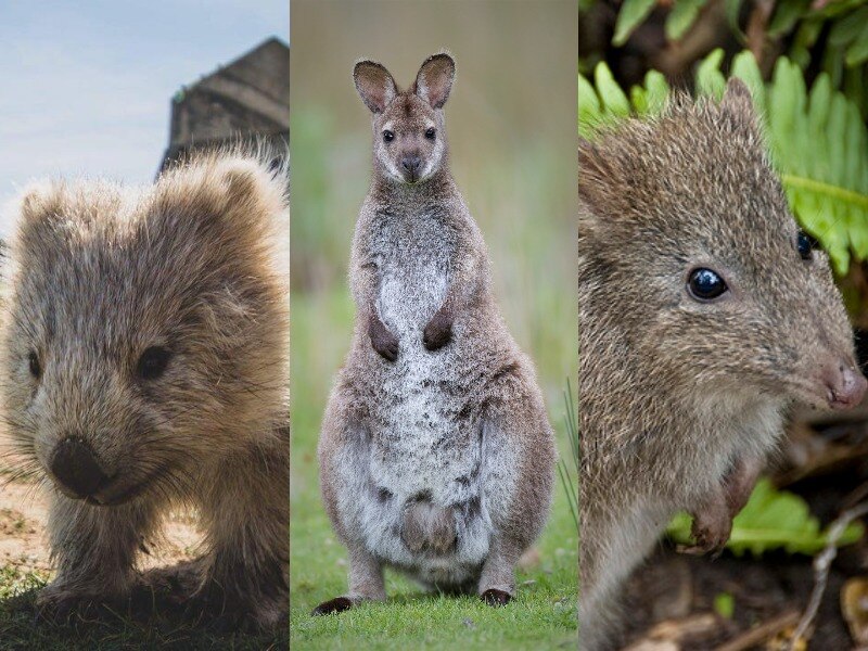Bass Strait wombat, Bennett's Wallaby and Long-nosed Potoroo composite image