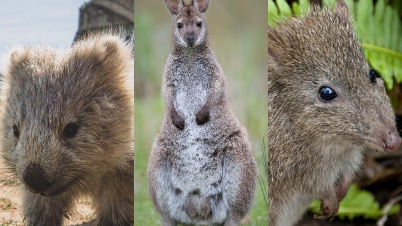 Bass Strait wombat, Bennett's Wallaby and Long-nosed Potoroo composite image