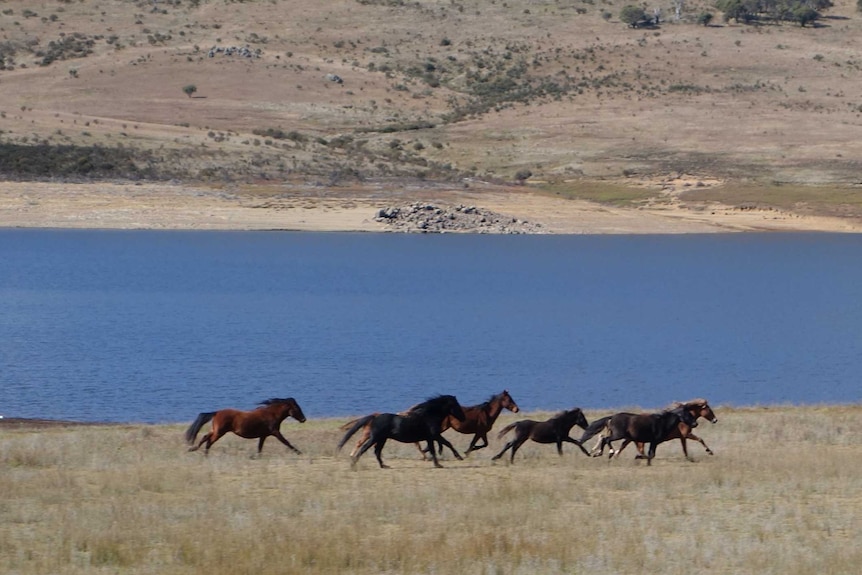Wild horses at Kosciuszko National Park.