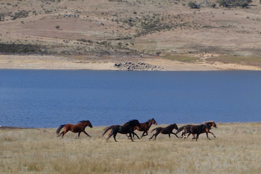 Wild horses