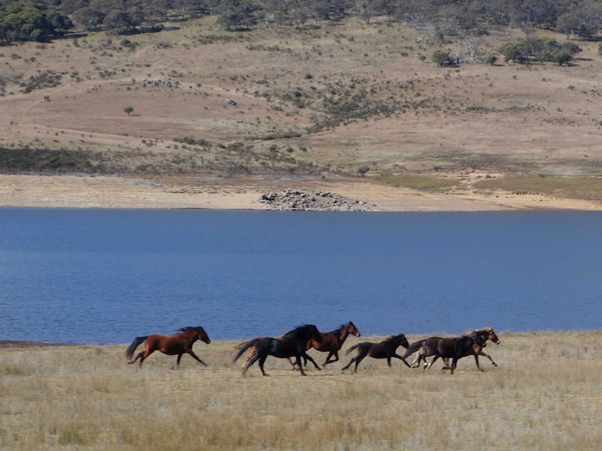 Wild horses at Kosciuszko National Park