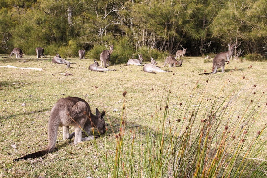 A 'mob' of kangaroos are lying in the sunshine.