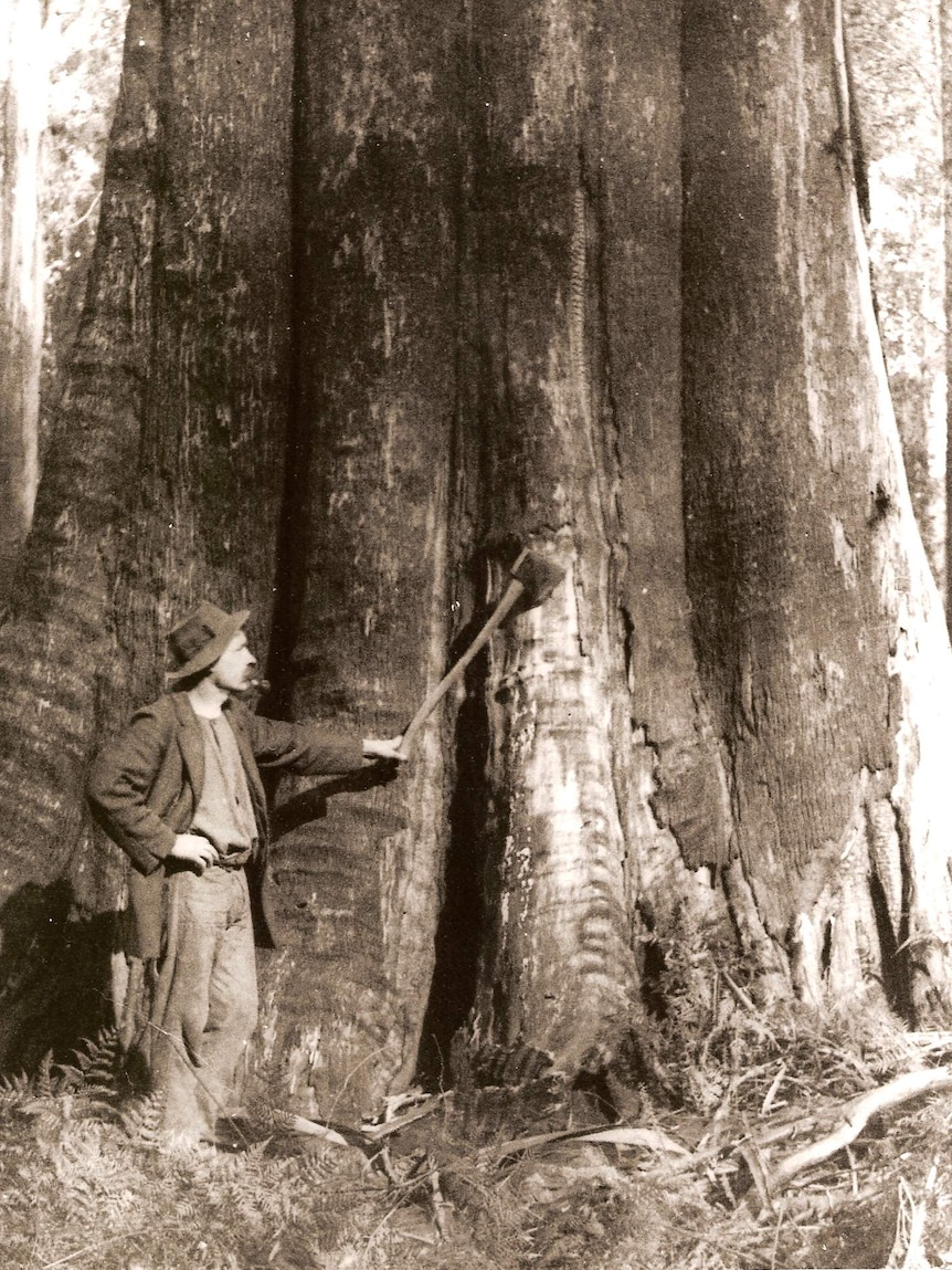 A man with an axe next to a very large tree