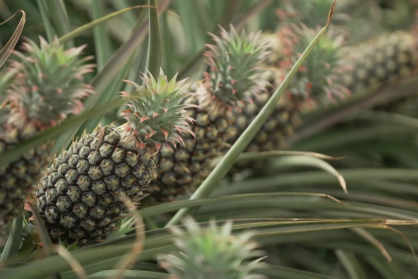Photo of pineapples.