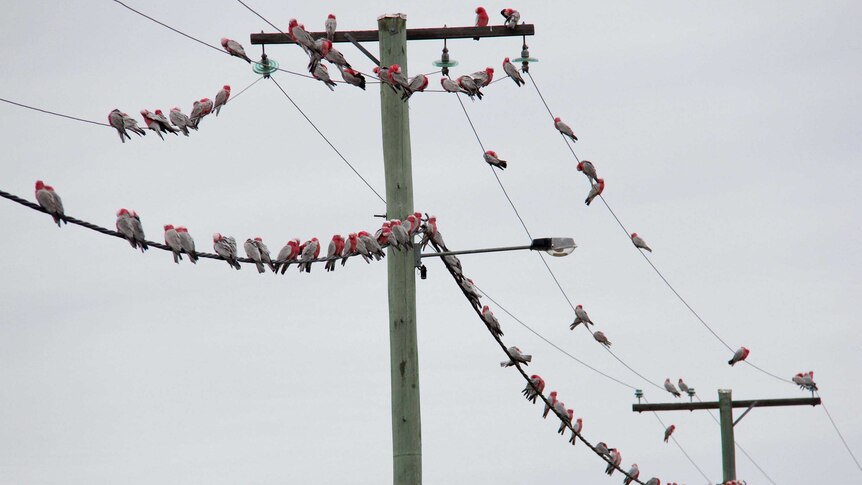 Galahs sit on powerlines at dusk.