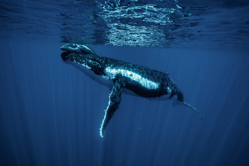 A humpback whale with her calf swim in deep blue water.
