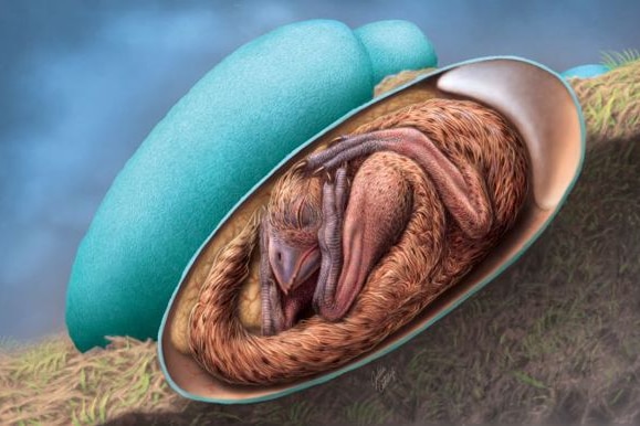 A illustration of a dinosaur embryo curled up inside a light blue egg 