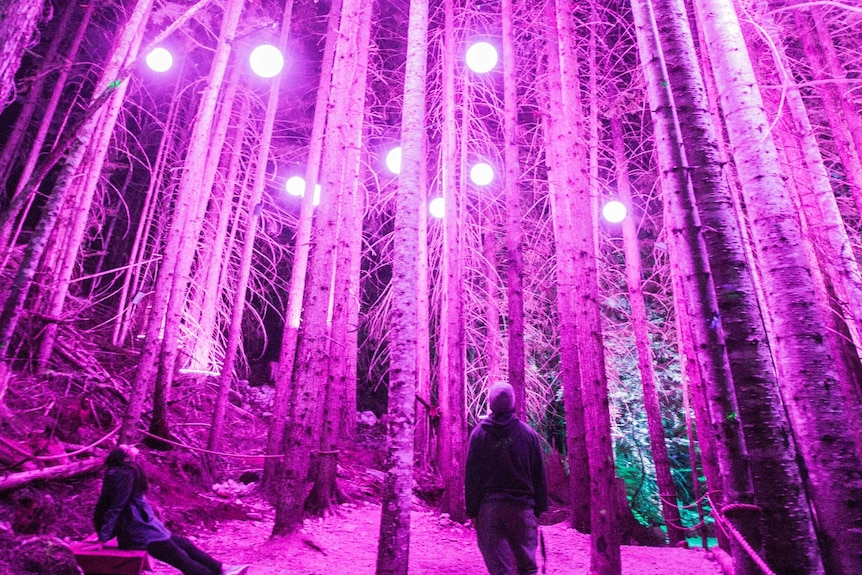 Purple lights in trees in snow