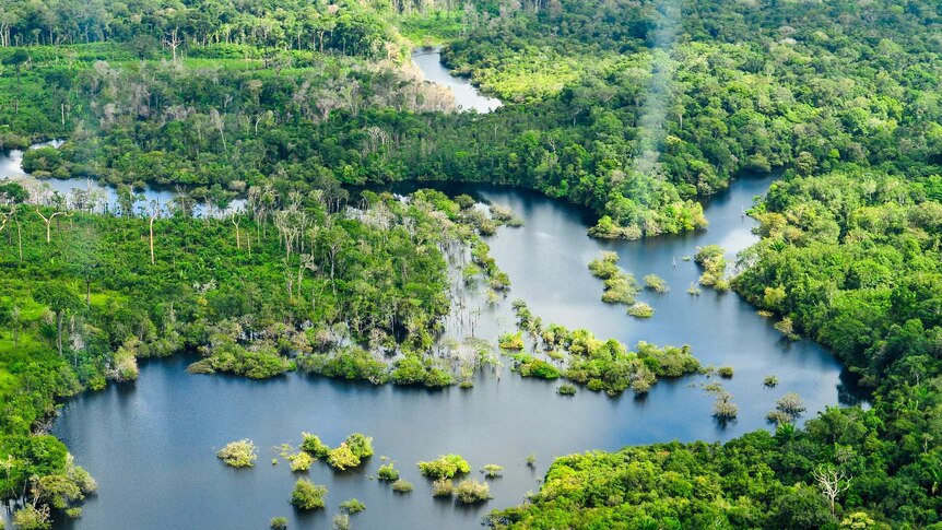 An aerial view of the Amazon river and its adjacent rainforests.
