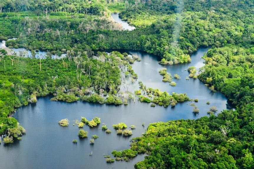 An aerial view of the Amazon river and its adjacent rainforests.