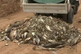 A pile of dead fish