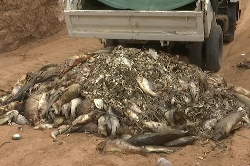 A pile of dead fish